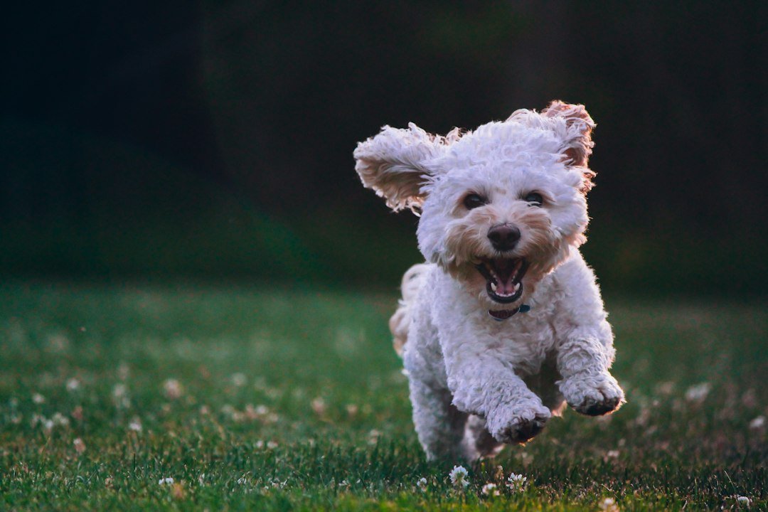 10 Ways to Keep Your Small Dog Happy, Healthy, and Active