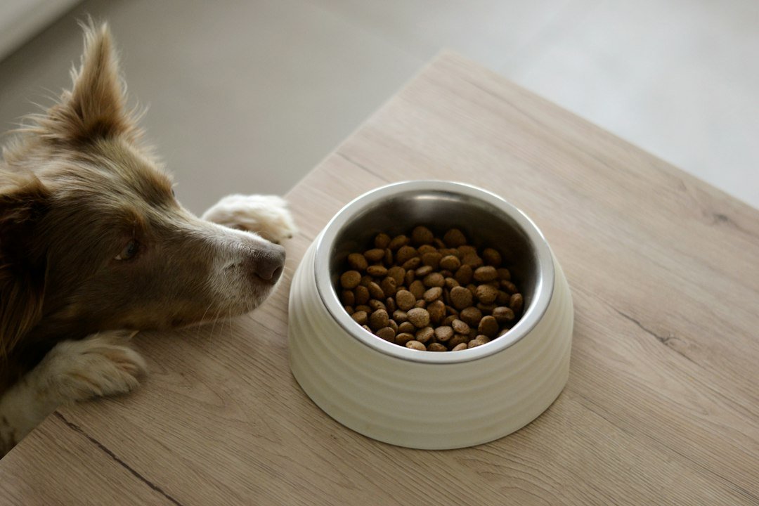 A small dog eating from a bowl with various dog food options around it, representing different life stages.