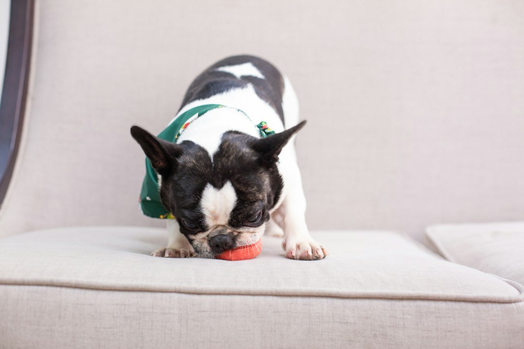Dog sniffing at a toy on a couch