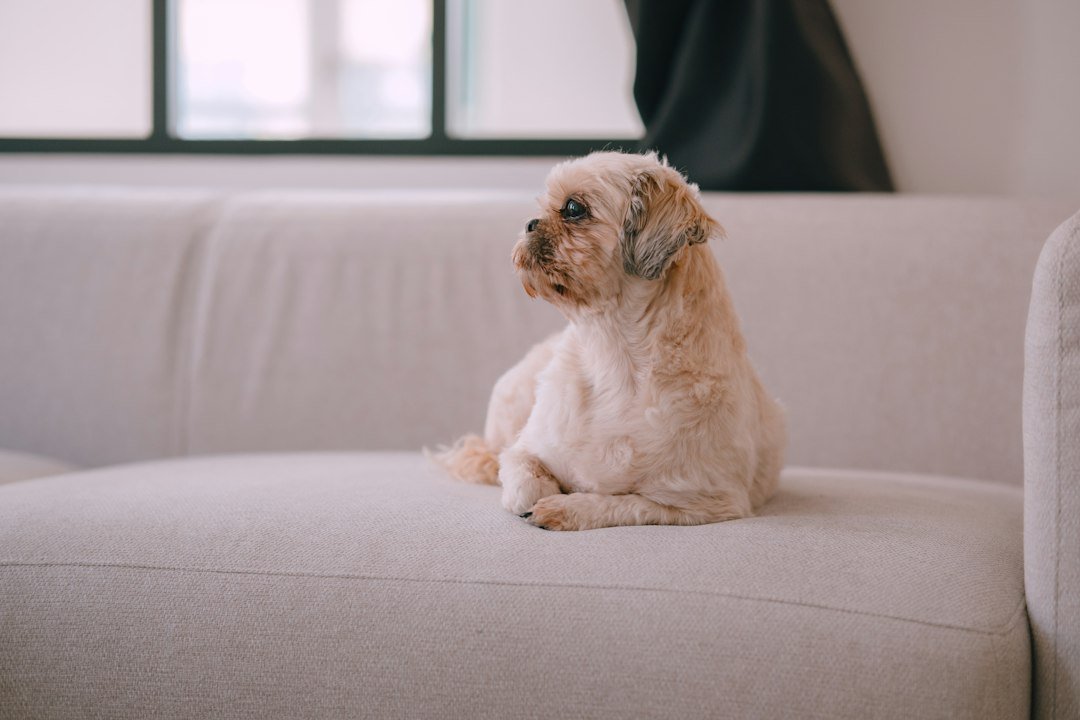 A small tan dog rests on a white couch