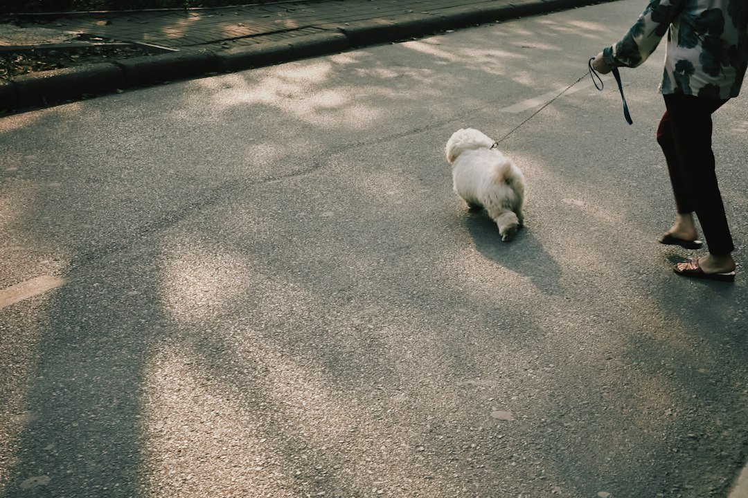 Person walking a small fluffy dog on a leash