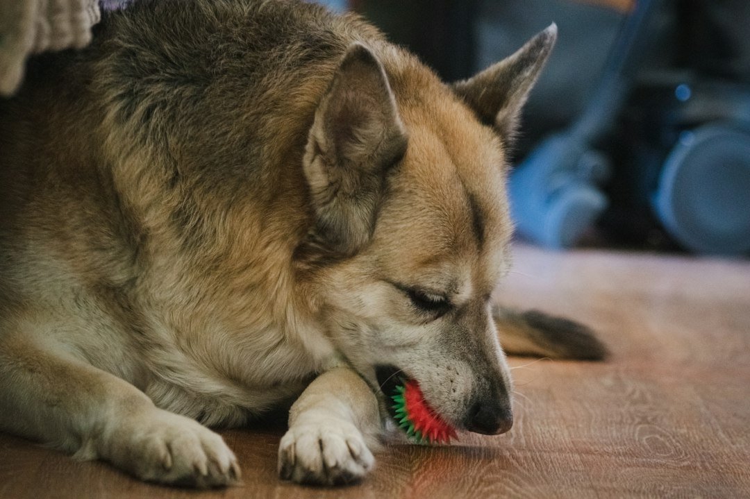 A dog chews on a colorful toy on the floor
