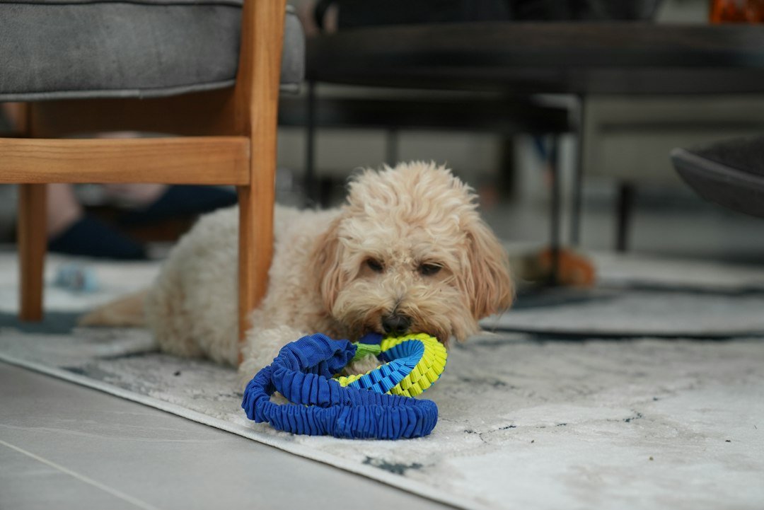 a dog with a toy in its mouth