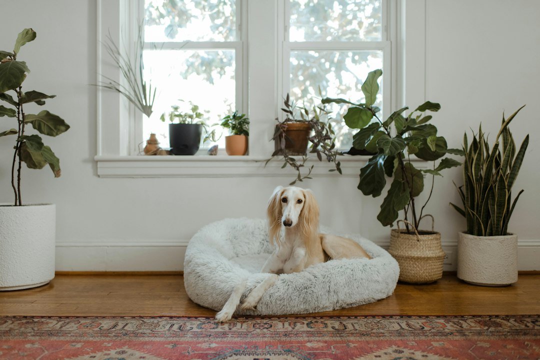 15 Essential Products Every Small Dog Owner Should Have