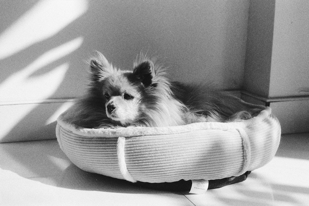 How to Choose the Best Dog Bed for Your Small Breed