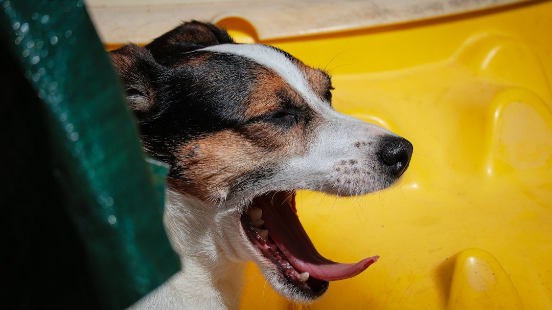 a dog with it's mouth open and it's tongue hanging out