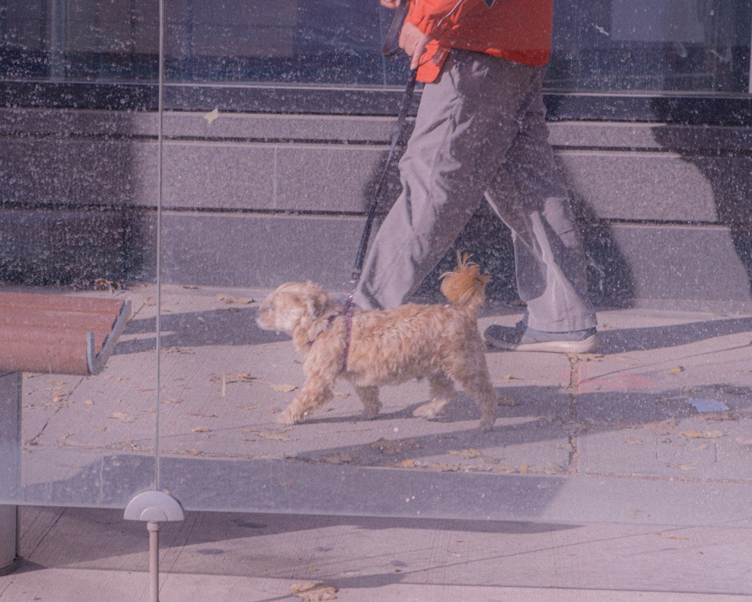 A person walks a small dog on a sidewalk