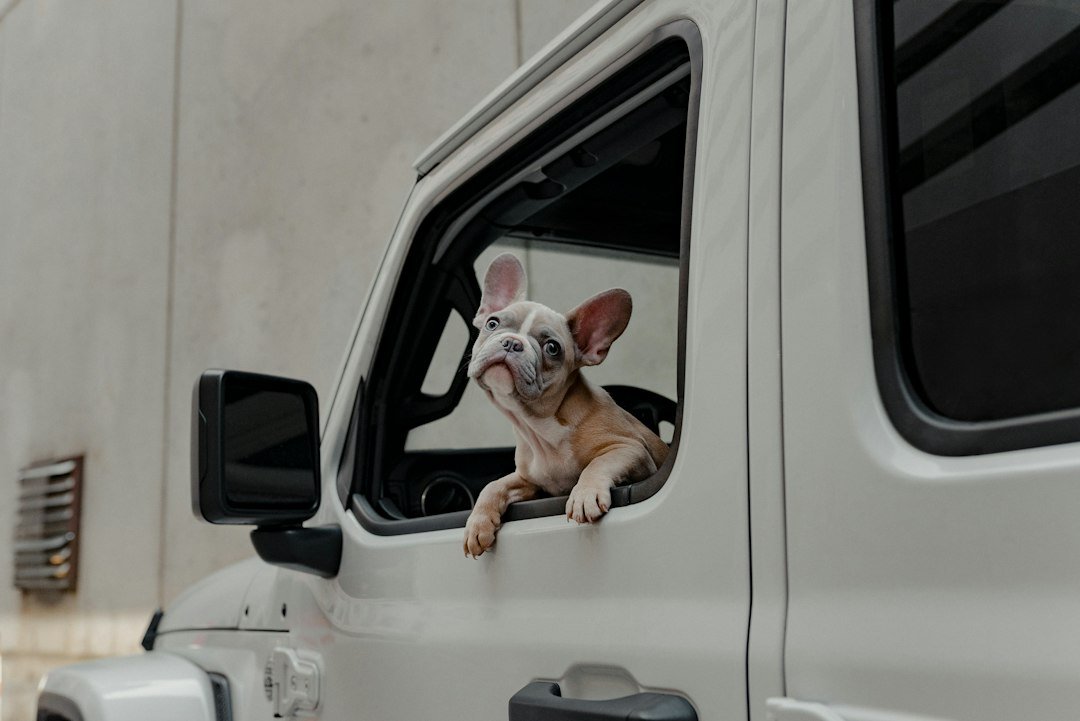 Dog looks out the window of a car