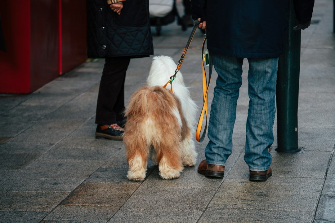 How to Stop Your Small Dog from Pulling on the Leash