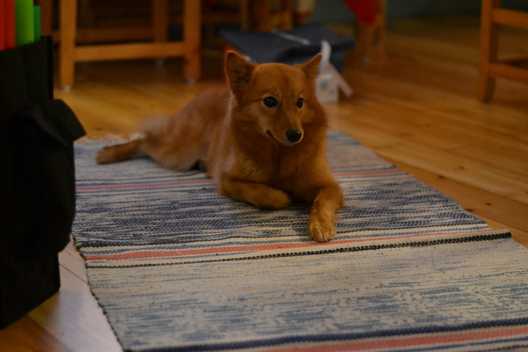 10 Simple Ways to Make Your Home Safer for Small Dogs