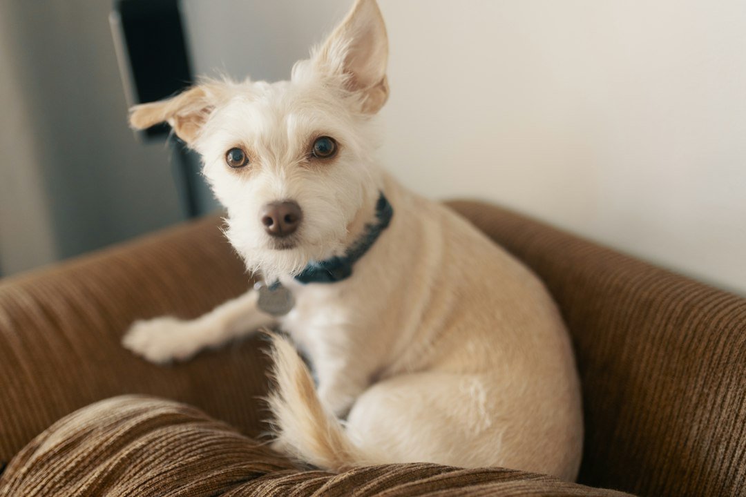 a small white dog sitting on top of a brown couch