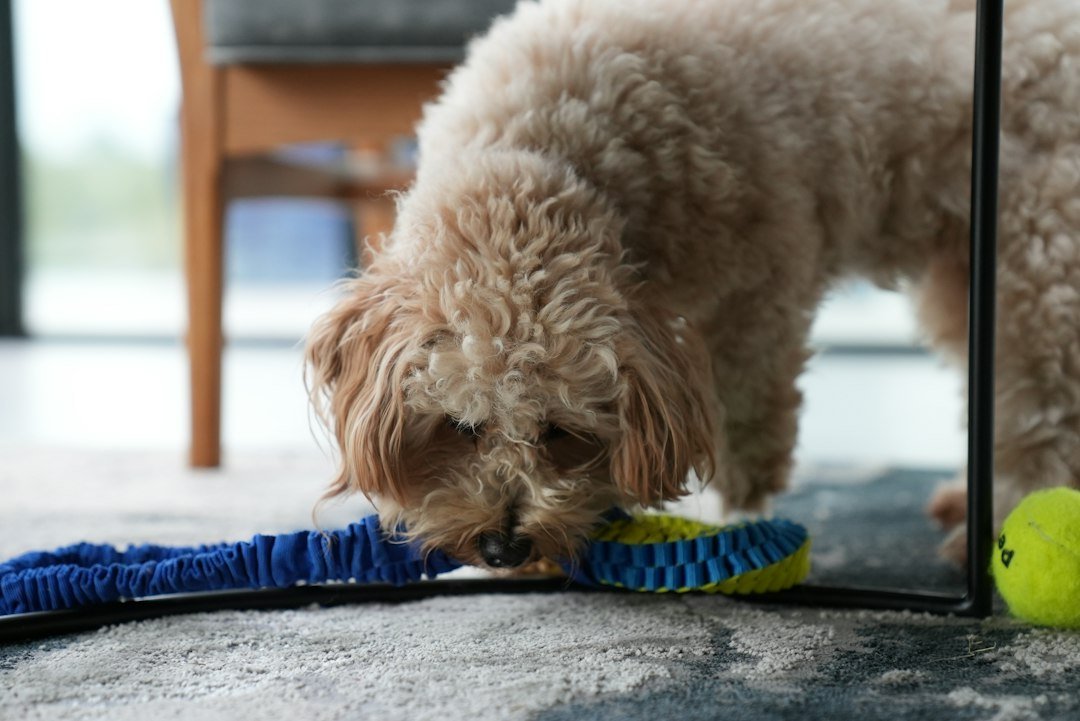 a dog eating from a bowl