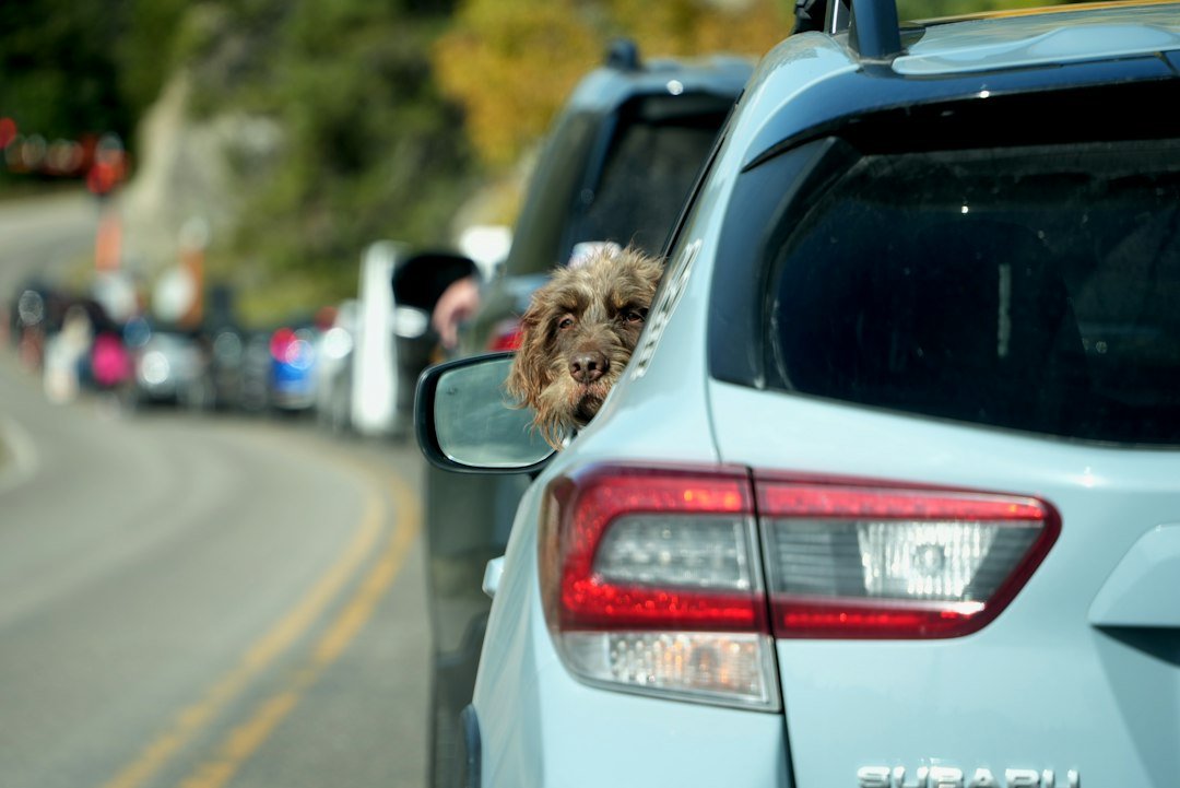 How to Travel Safely with a Small Dog: Essential Tips and Gear