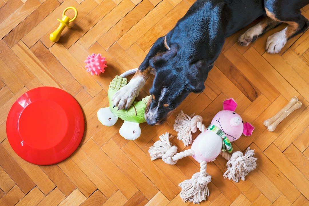 10 Fun Indoor Activities to Keep Your Dog Entertained