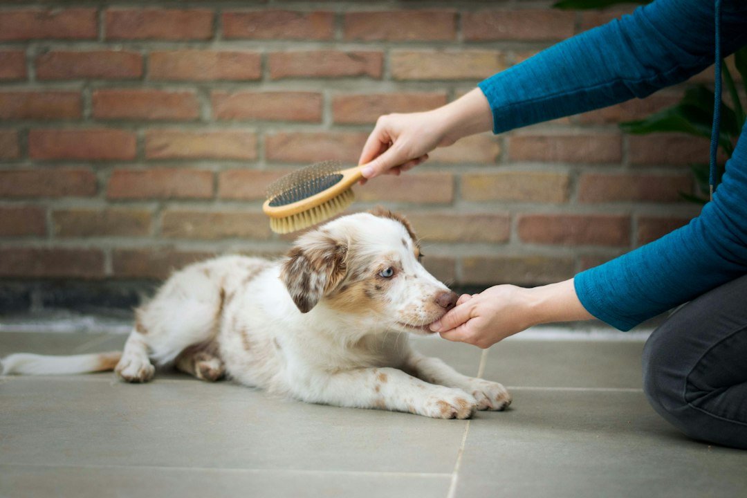 12 Common Small Dog Care Mistakes and How to Avoid Them