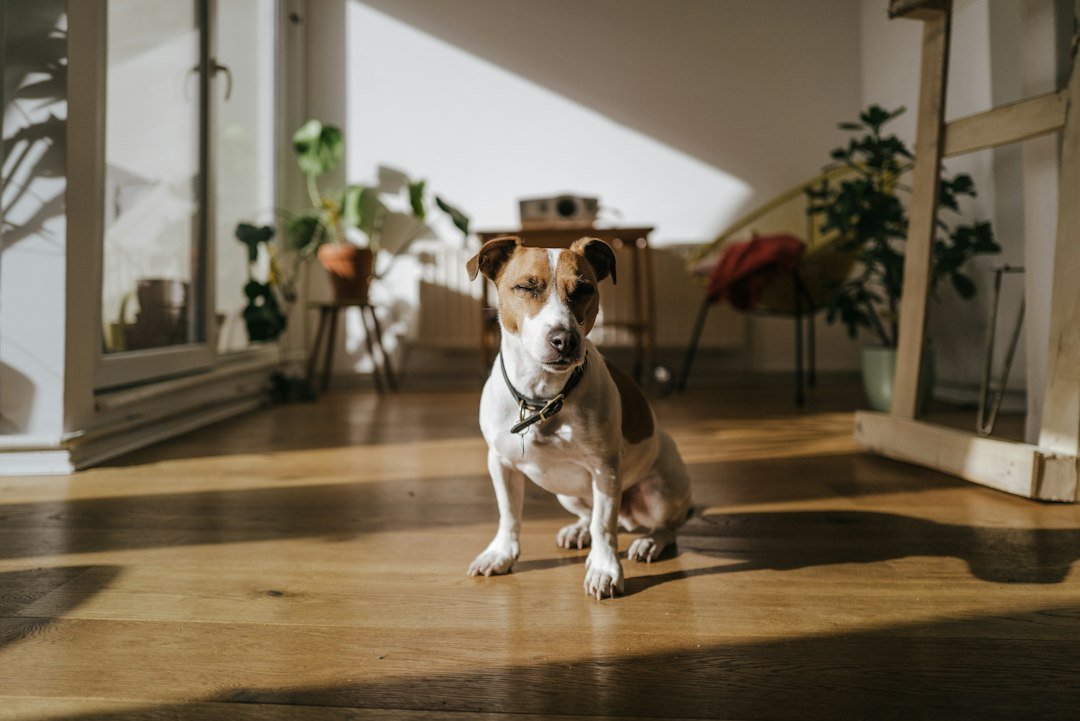 The Ultimate Guide to Caring for Small Dogs: Everything New Owners Should Know