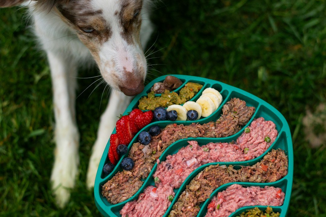 7 Signs Your Dog Needs More Mental Stimulation