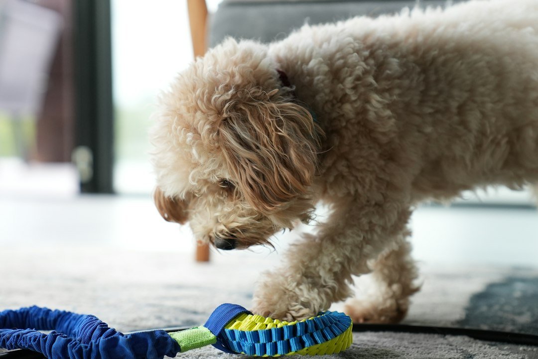 a dog playing with a toy