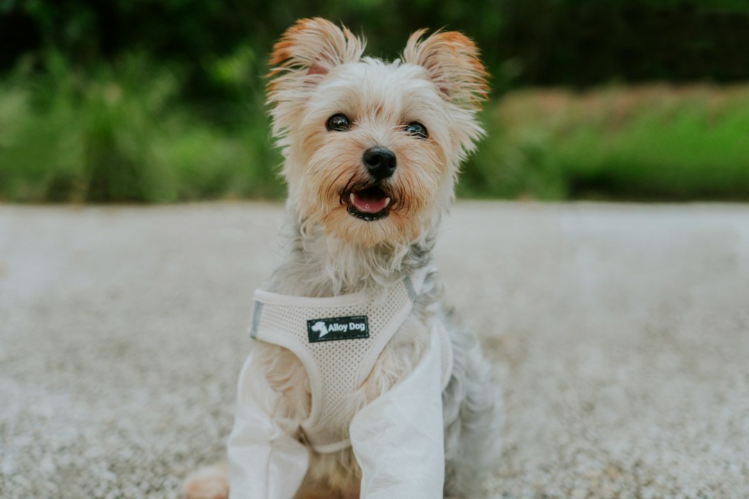 Small Dog Harness vs. Collar: Which Is Better for Your Dog?