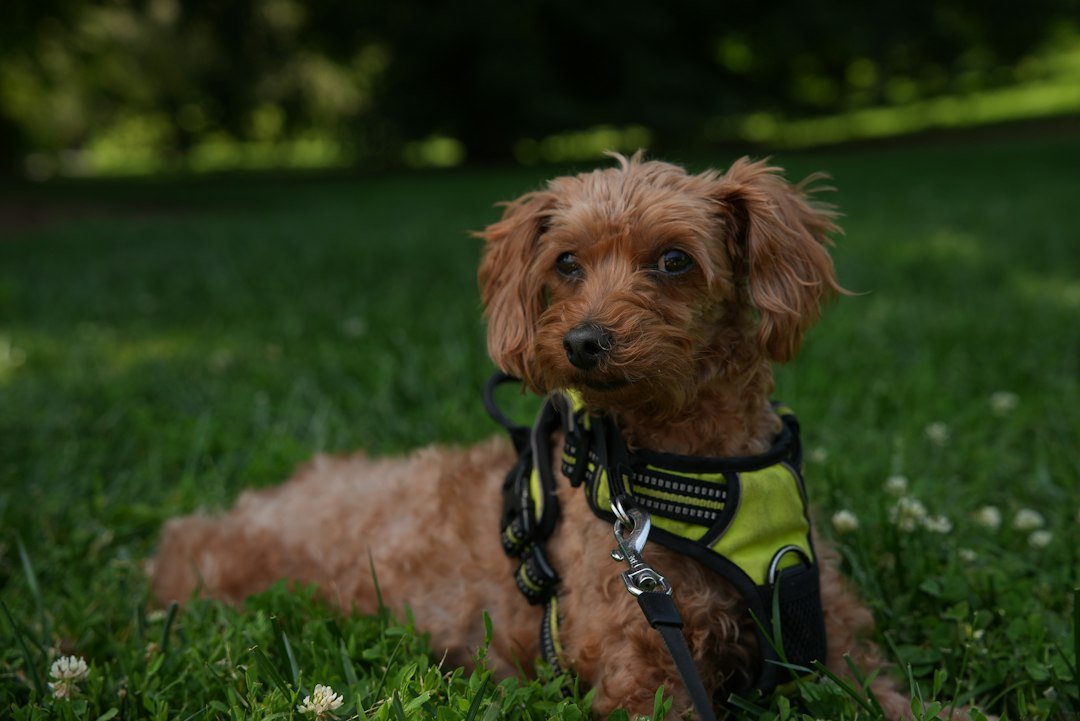Brown curly-haired dog wearing harness relaxing on green grass