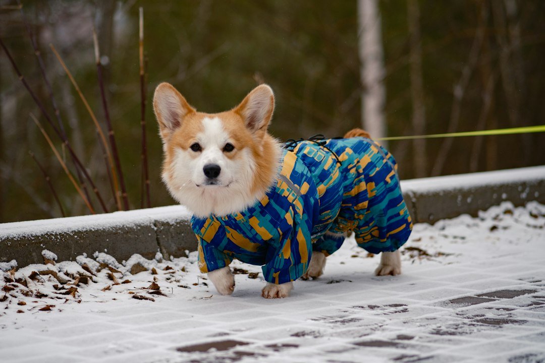 A corgi wearing a colorful winter coat in the snow