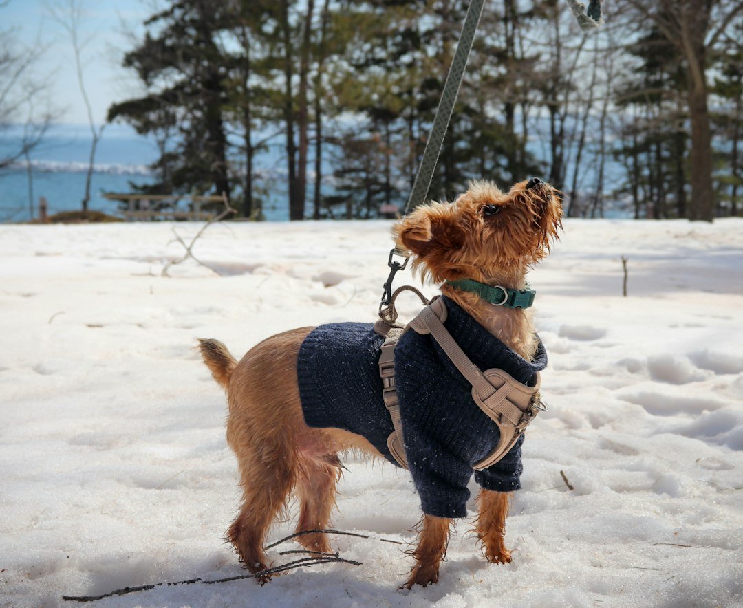 How to Keep Your Dog Comfortable During Cold Weather