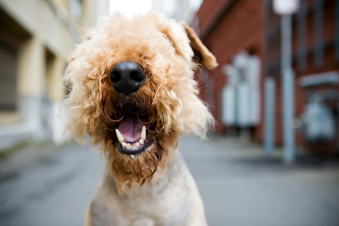 Small Dog Dental Care: How to Keep Your Dog’s Teeth Healthy