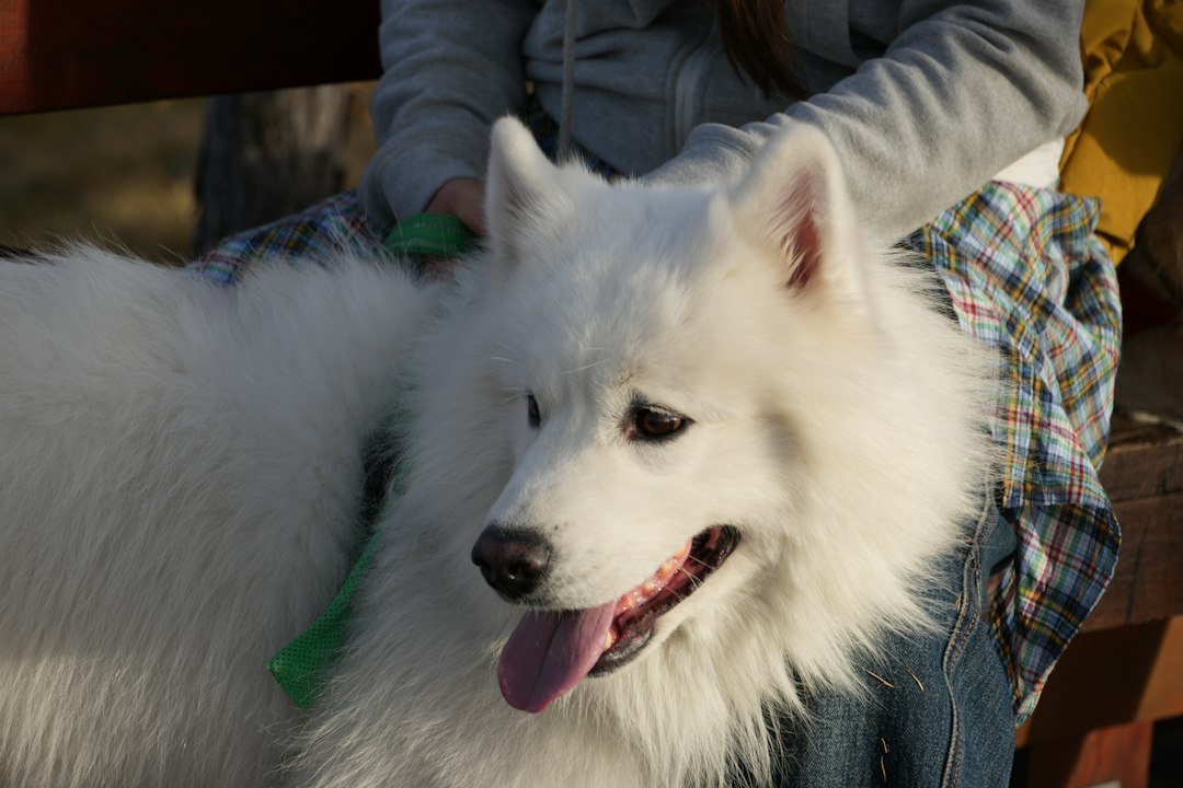 The Complete Guide to Grooming Your Small Dog at Home