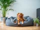 How to Create a Cozy and Comfortable Sleeping Space for Your Dog