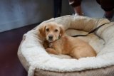 Puppy Essentials Checklist: Everything You Need Before Bringing Your Puppy Home