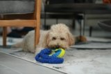 How to Choose Safe and Durable Chew Toys for Small Dogs