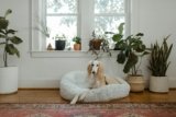 15 Essential Products Every Small Dog Owner Should Have
