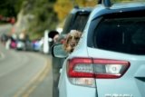How to Travel Safely with a Small Dog: Essential Tips and Gear