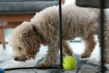 The Best Types of Interactive Toys for Small Dogs Explained