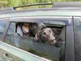 How to Prepare Your Small Dog for Their First Road Trip