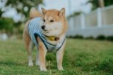 How to Help Your Small Dog Stay Cool During Hot Weather