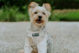 Small Dog Harness vs. Collar: Which Is Better for Your Dog?